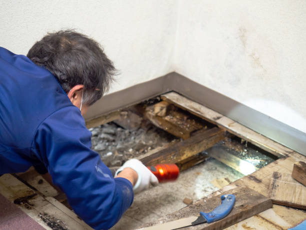 Best Mold Removal Specialists  in Carthage, MS
