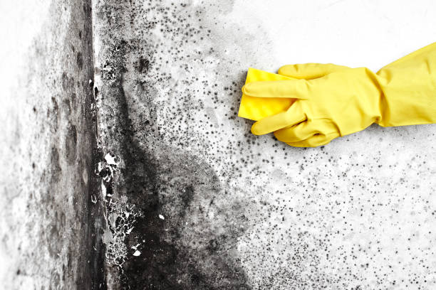 Best Mold Removal Process  in Carthage, MS