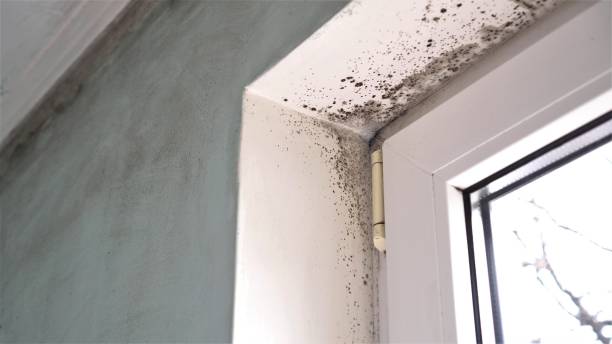 Best Office Mold Removal Services  in Carthage, MS