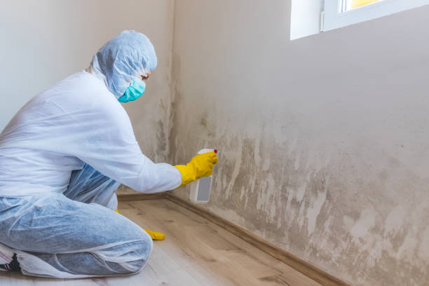 Mold Removal Process in Carthage, MS