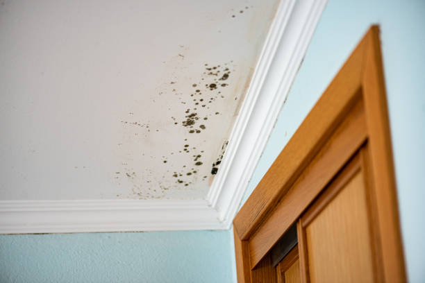 Best Home Mold Removal  in Carthage, MS