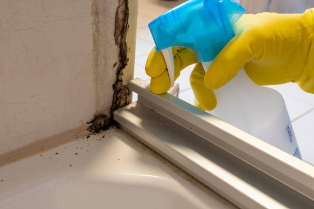 Best Commercial Mold Removal  in Carthage, MS