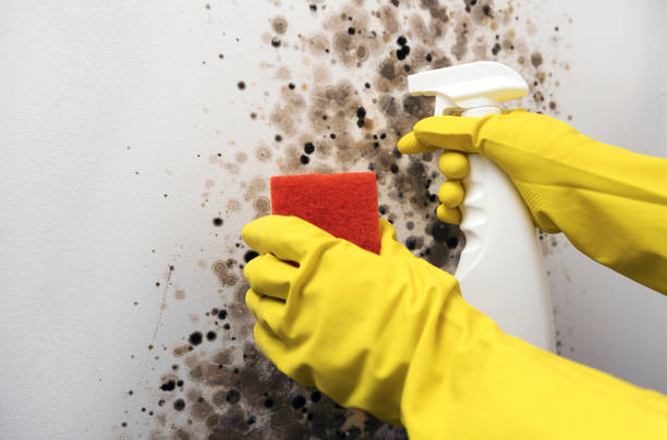 Best Best Mold Removal Companies  in Carthage, MS
