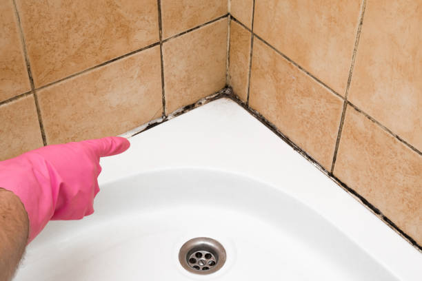 Best Mold Removal and Inspection  in Carthage, MS